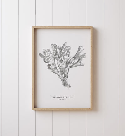 Carrageen Seaweed Print