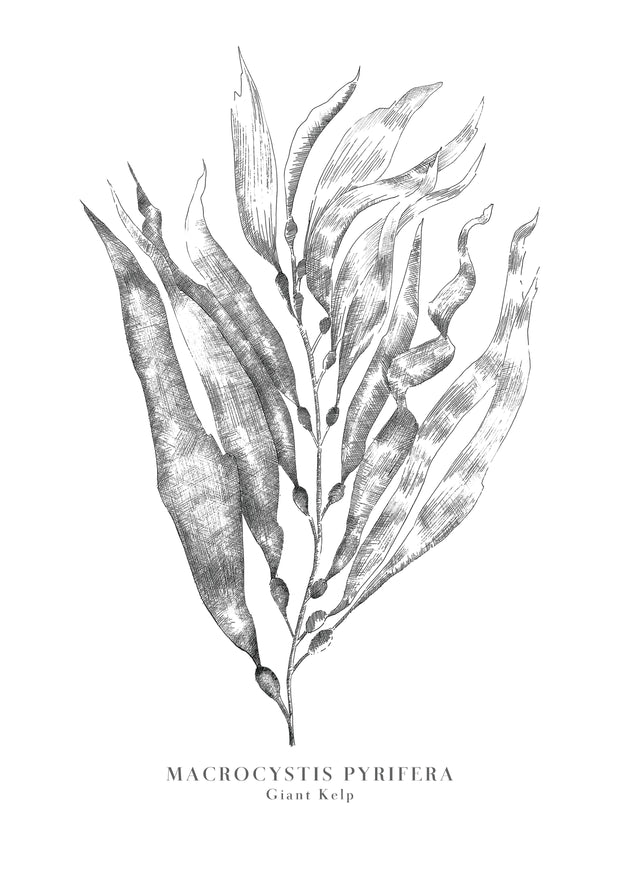 Giant Kelp Seaweed Print