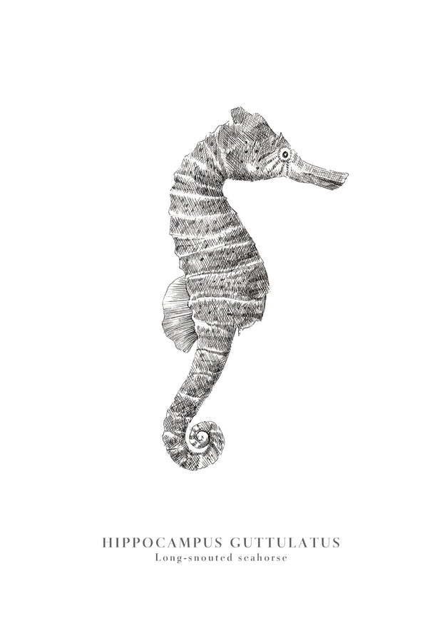 Seahorse Right Print